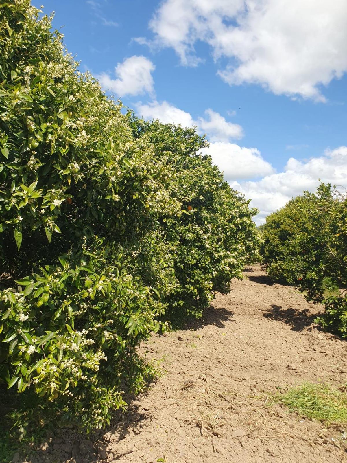 Masseria Strada Agriturismo Ginosa Zewnętrze zdjęcie
